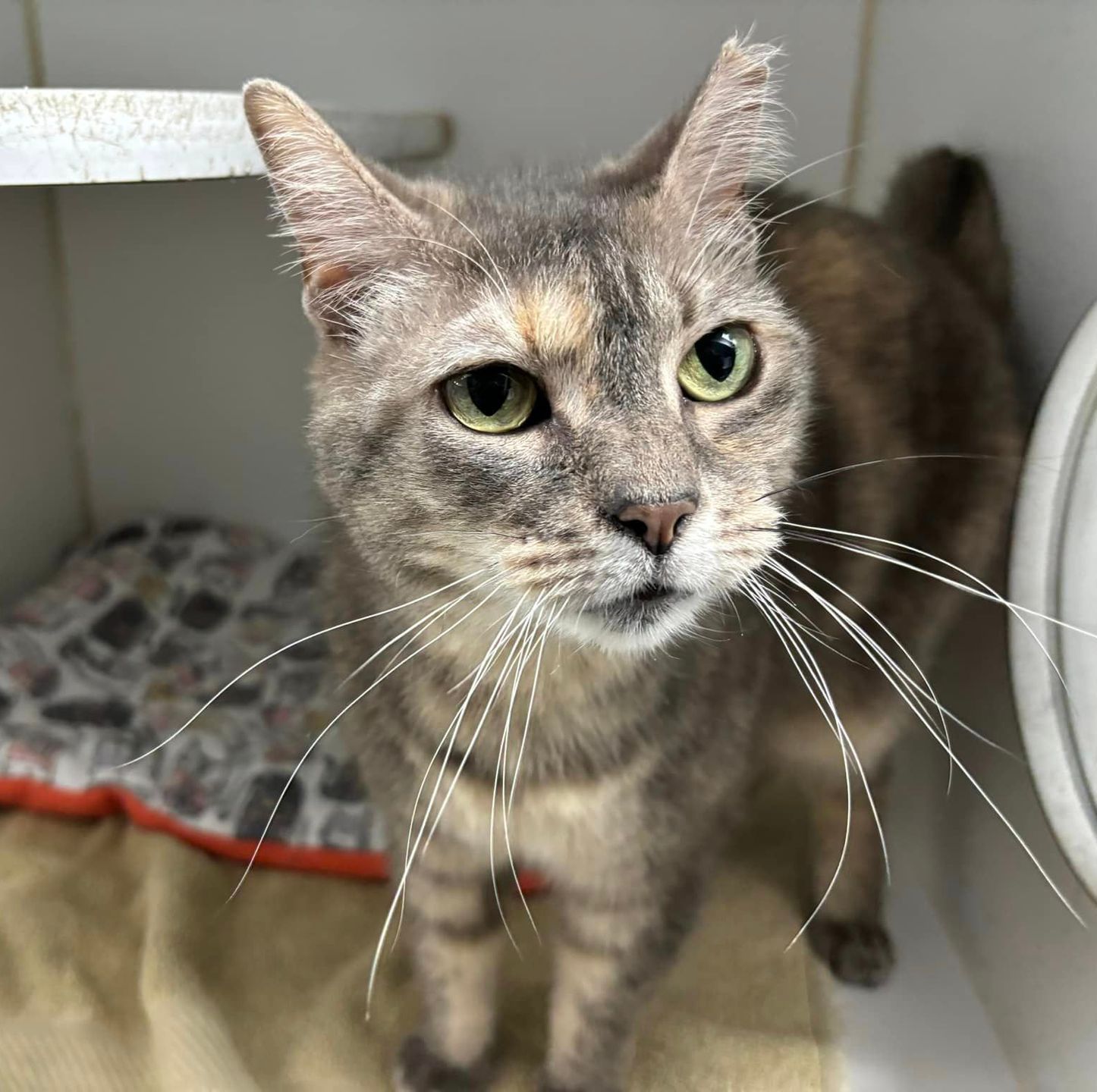 A close-up of a cat resting comfortably in the shelter cat room.
