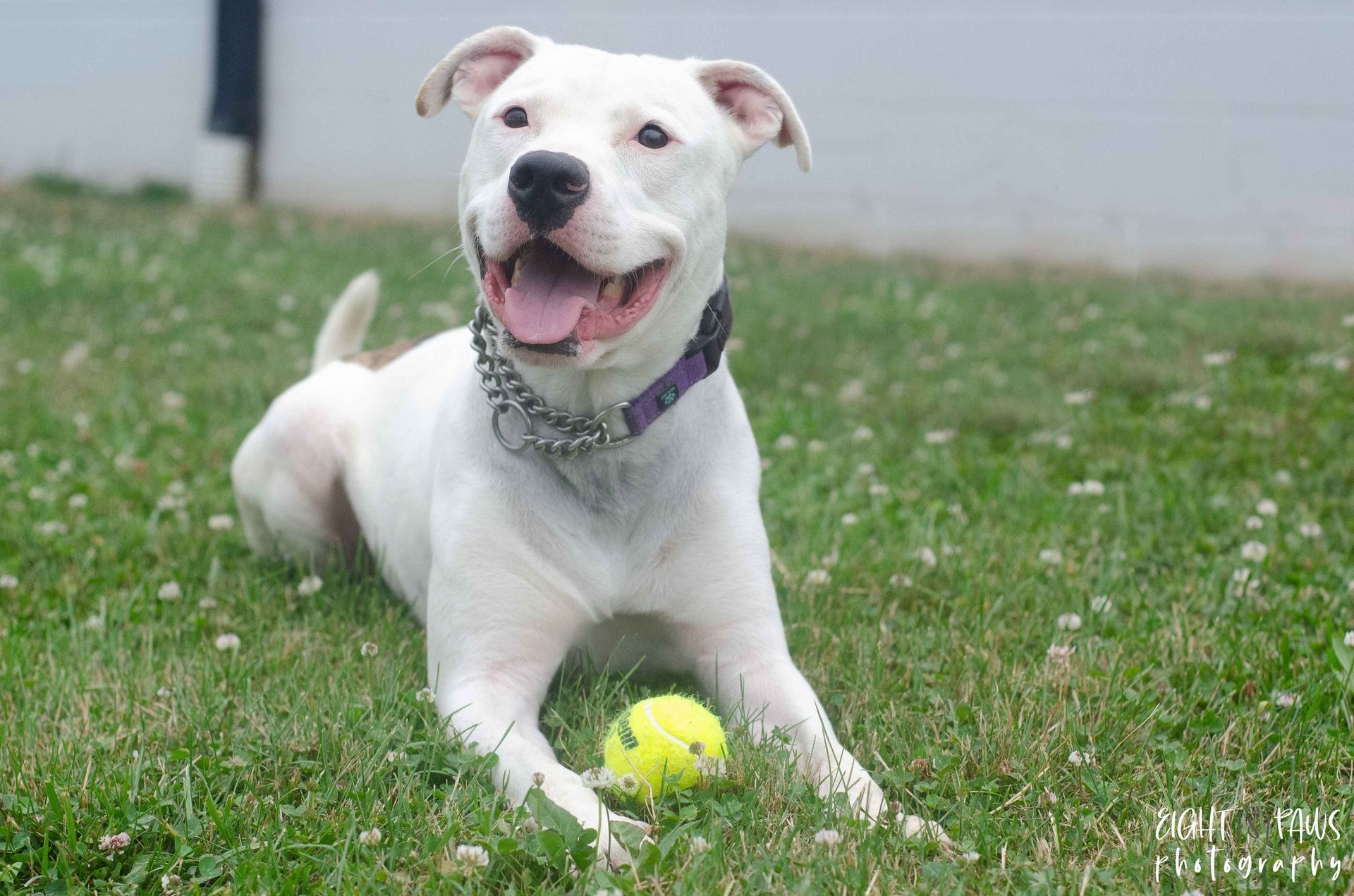 A white dog laying in the grass with a yellow ball on a Doggy Day Out outing.
