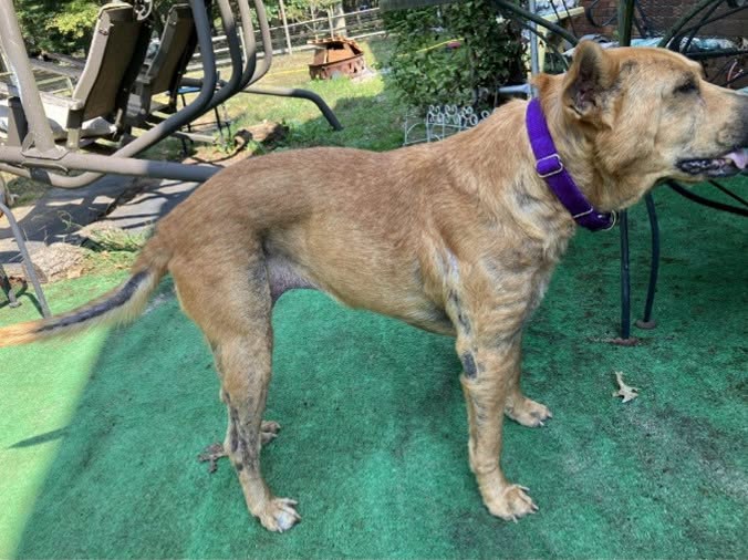 One of Carmen and Greg's rescued red dogs, now happy and healthy.