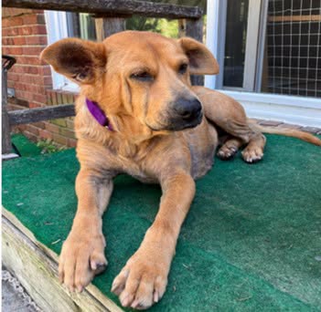 One of Carmen and Greg's rescued red dogs, now happy and healthy.