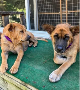 Lola and Birdie resting together, two years after their rescue.